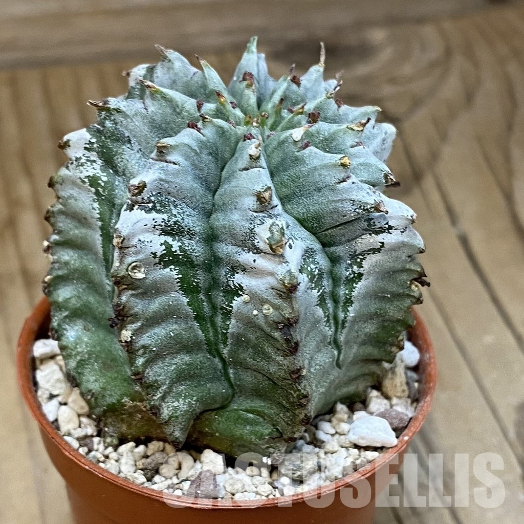 SH31217 Euphorbia horrida 'Alba' - Image 2