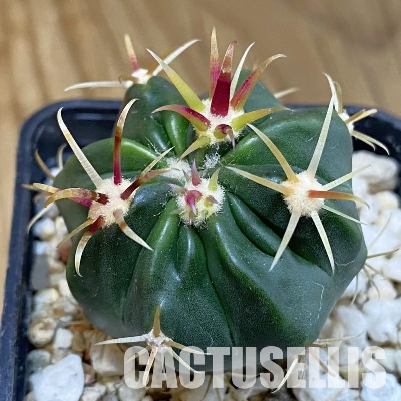 SH31218 Ferocactus latispinus