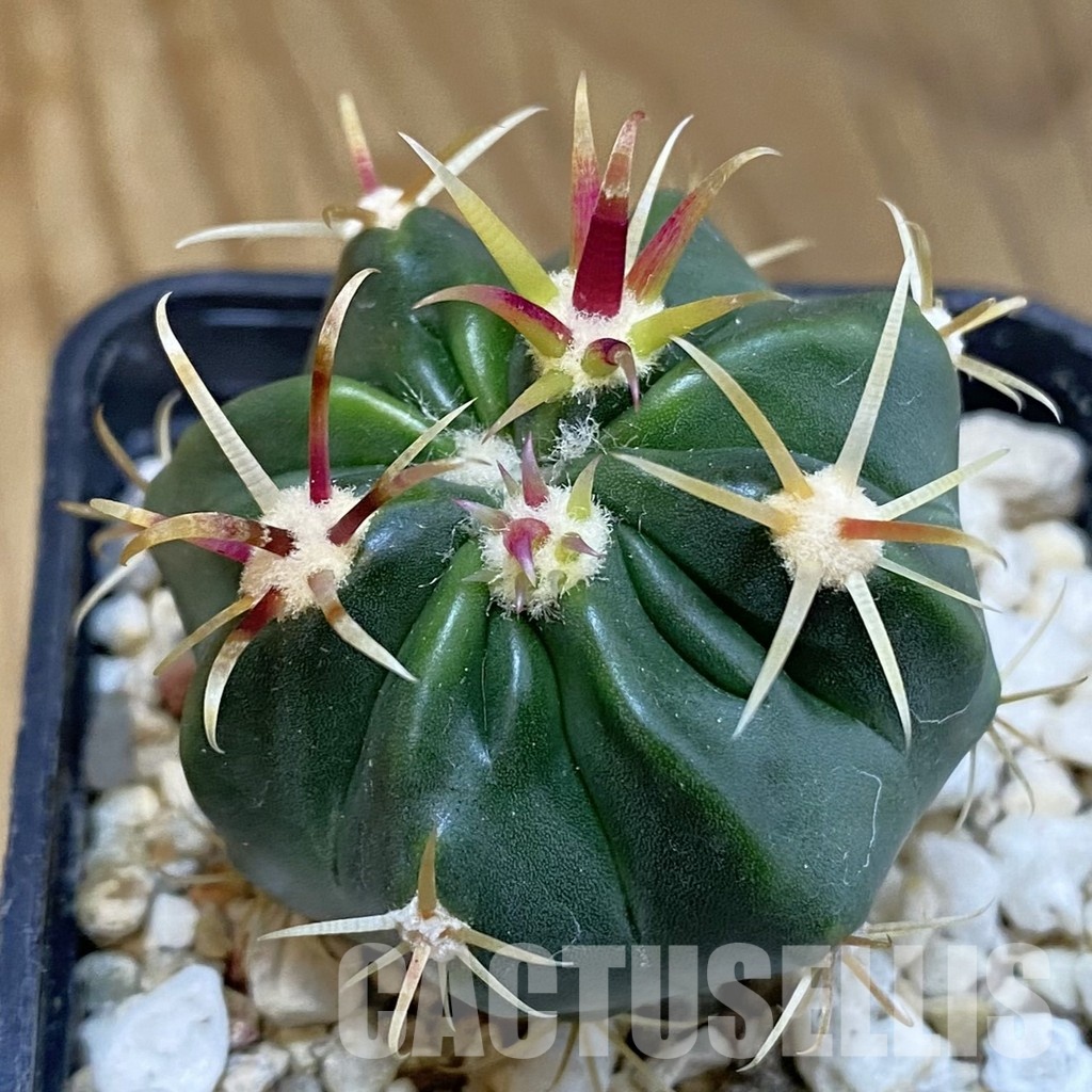 SH31218 Ferocactus latispinus