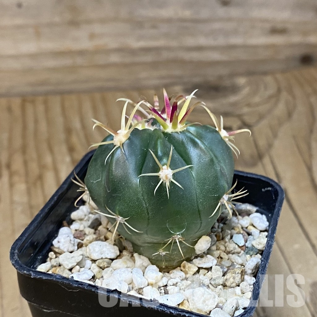 SH31218 Ferocactus latispinus - Image 2