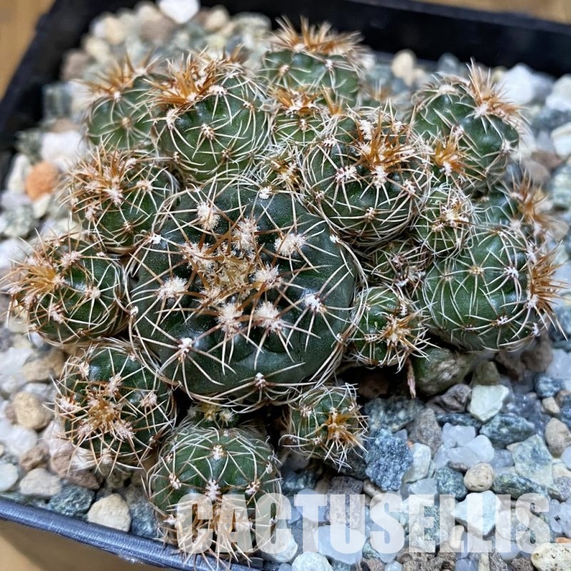 SH31219 Gymnocalycium bruchii v. hossei