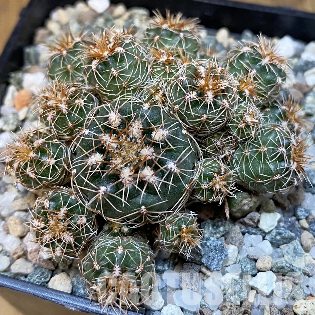 SH31219 Gymnocalycium bruchii v. hossei