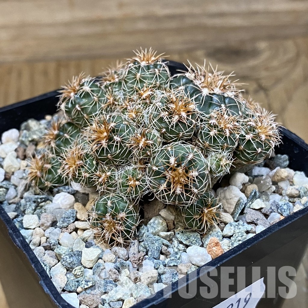 SH31219 Gymnocalycium bruchii v. hossei - Image 2