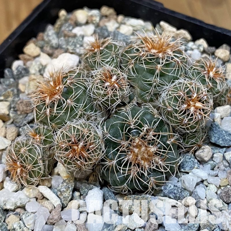 SH31220 Gymnocalycium bruchii v. hossei
