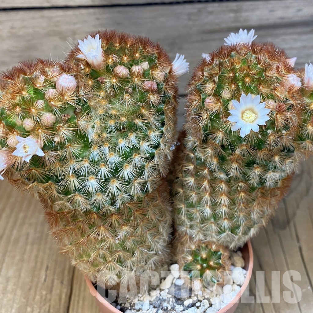 SH31373 Mammillaria carmenae v. rubrispina