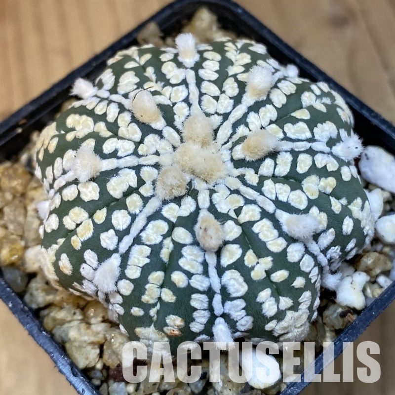 SH31401 Astrophytum asterias ‘Super Kabuto Star Shape’ V-type