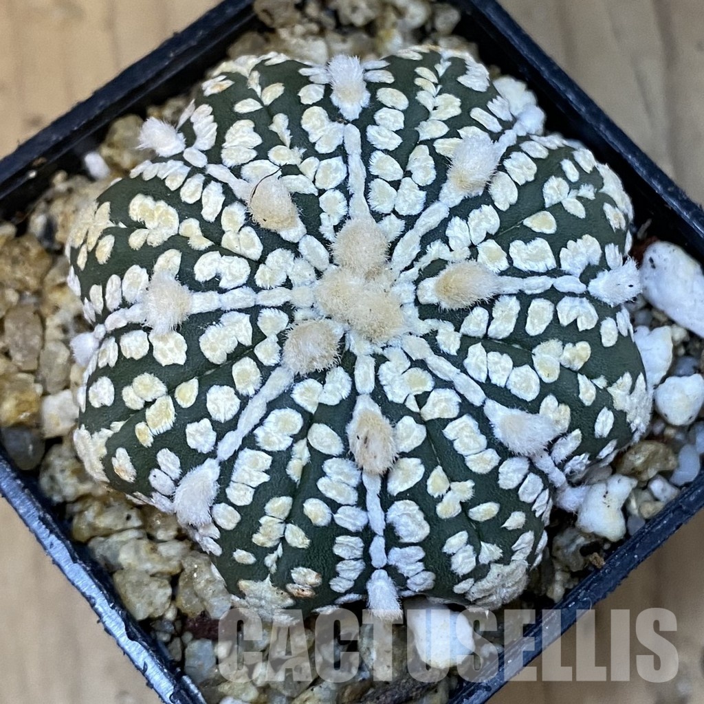 SH31401 Astrophytum asterias ‘Super Kabuto Star Shape’ V-type – Image 2