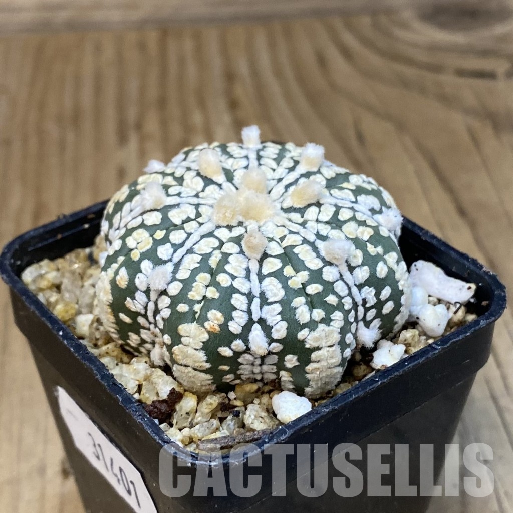 SH31401 Astrophytum asterias ‘Super Kabuto Star Shape’ V-type – Image 3