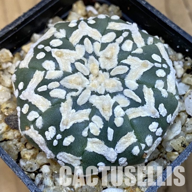 SH31402 Astrophytum asterias ‘Super Kabuto’ V-type f. nudum