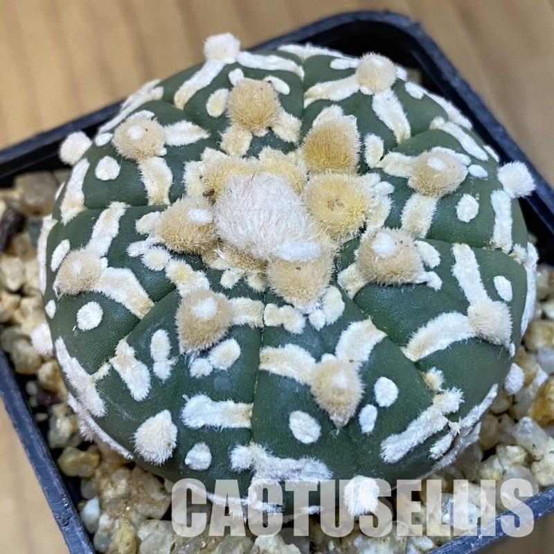 SH31403 Astrophytum asterias ‘Super Kabuto’ V-type f. nudum