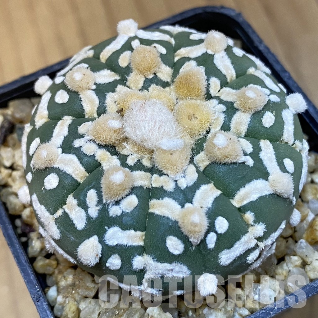 SH31403 Astrophytum asterias ‘Super Kabuto’ V-type f. nudum