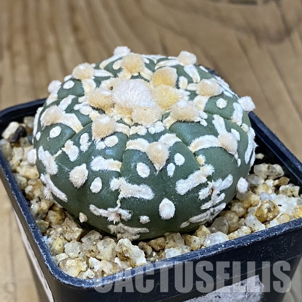 SH31403 Astrophytum asterias ‘Super Kabuto’ V-type f. nudum – Image 2
