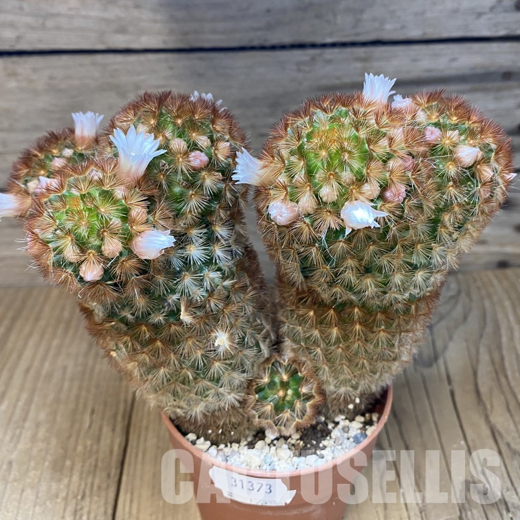 SH31373 Mammillaria carmenae v. rubrispina - immagine 2