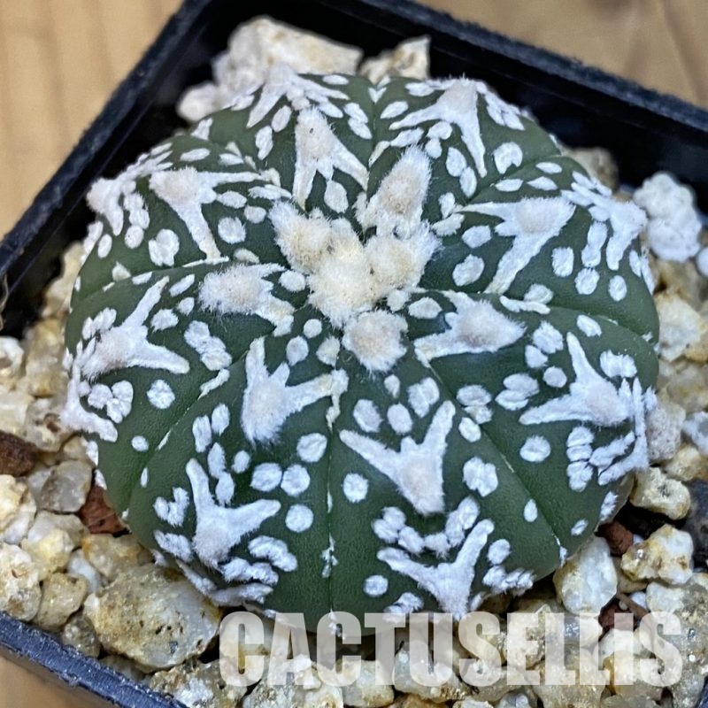 SH31404 Astrophytum asterias ‘Super Kabuto’ V-type f. nudum