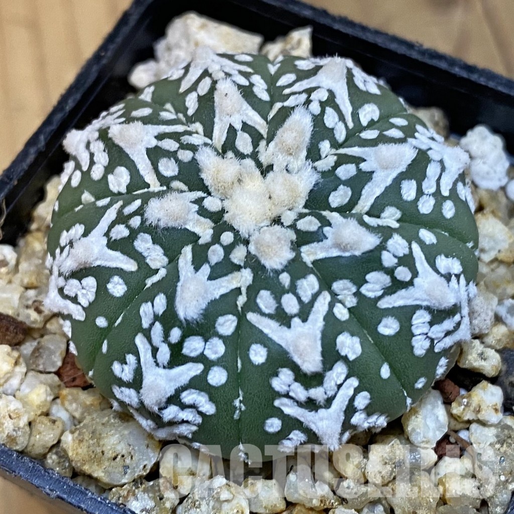 SH31404 Astrophytum asterias ‘Super Kabuto’ V-type f. nudum