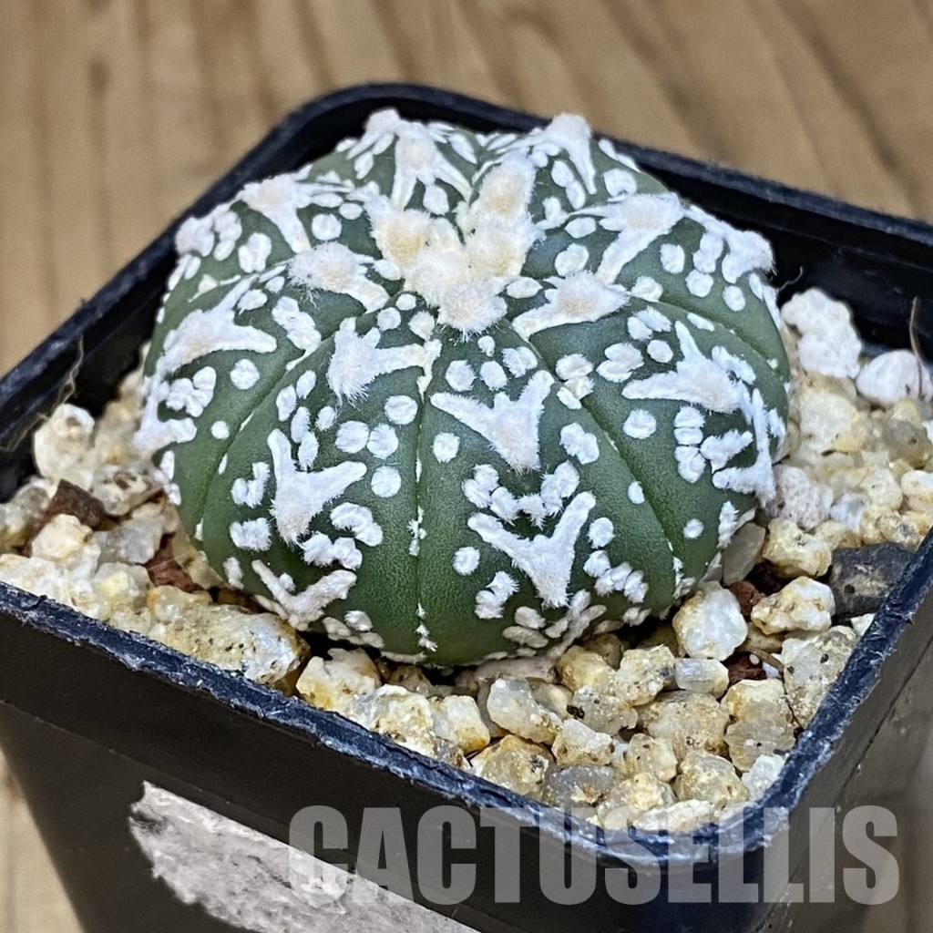SH31404 Astrophytum asterias ‘Super Kabuto’ V-type f. nudum - Image 2