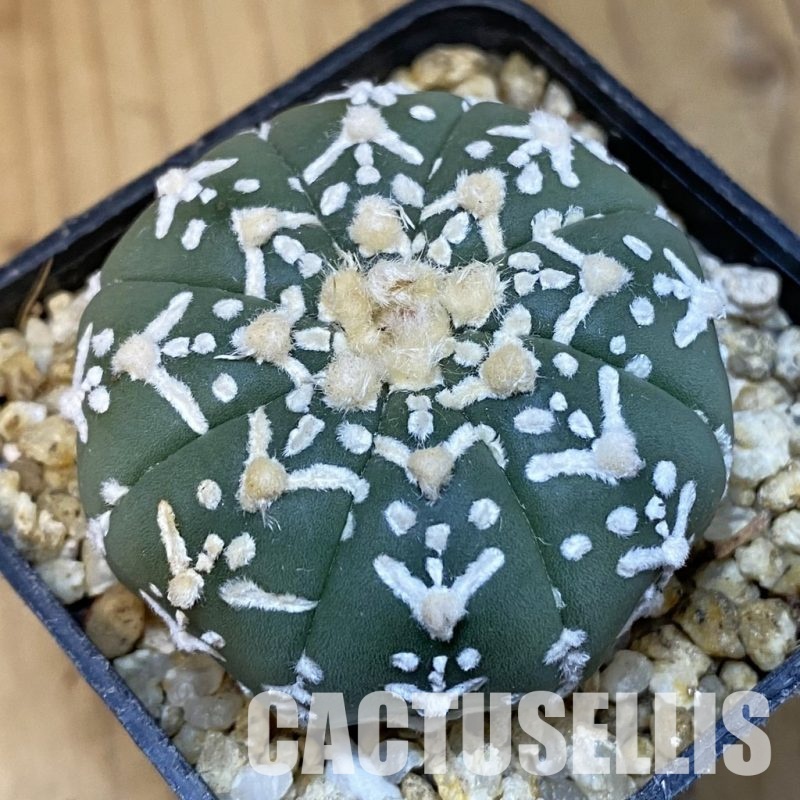 SH31405 Astrophytum asterias ‘Super Kabuto’ V-type f. nudum