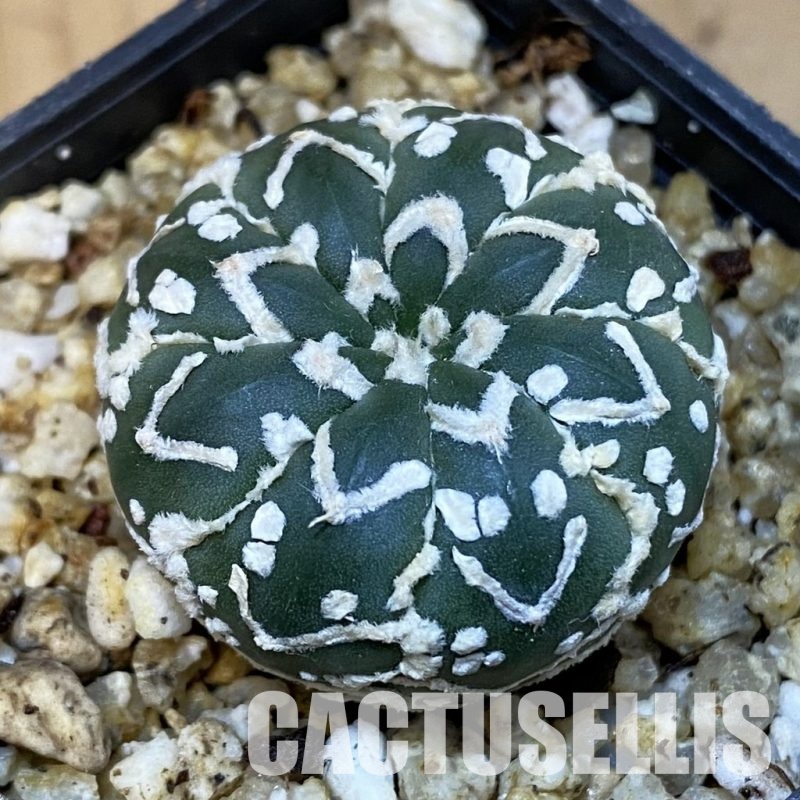 SH31406 Astrophytum asterias ‘Super Kabuto’ V-type f. nudum