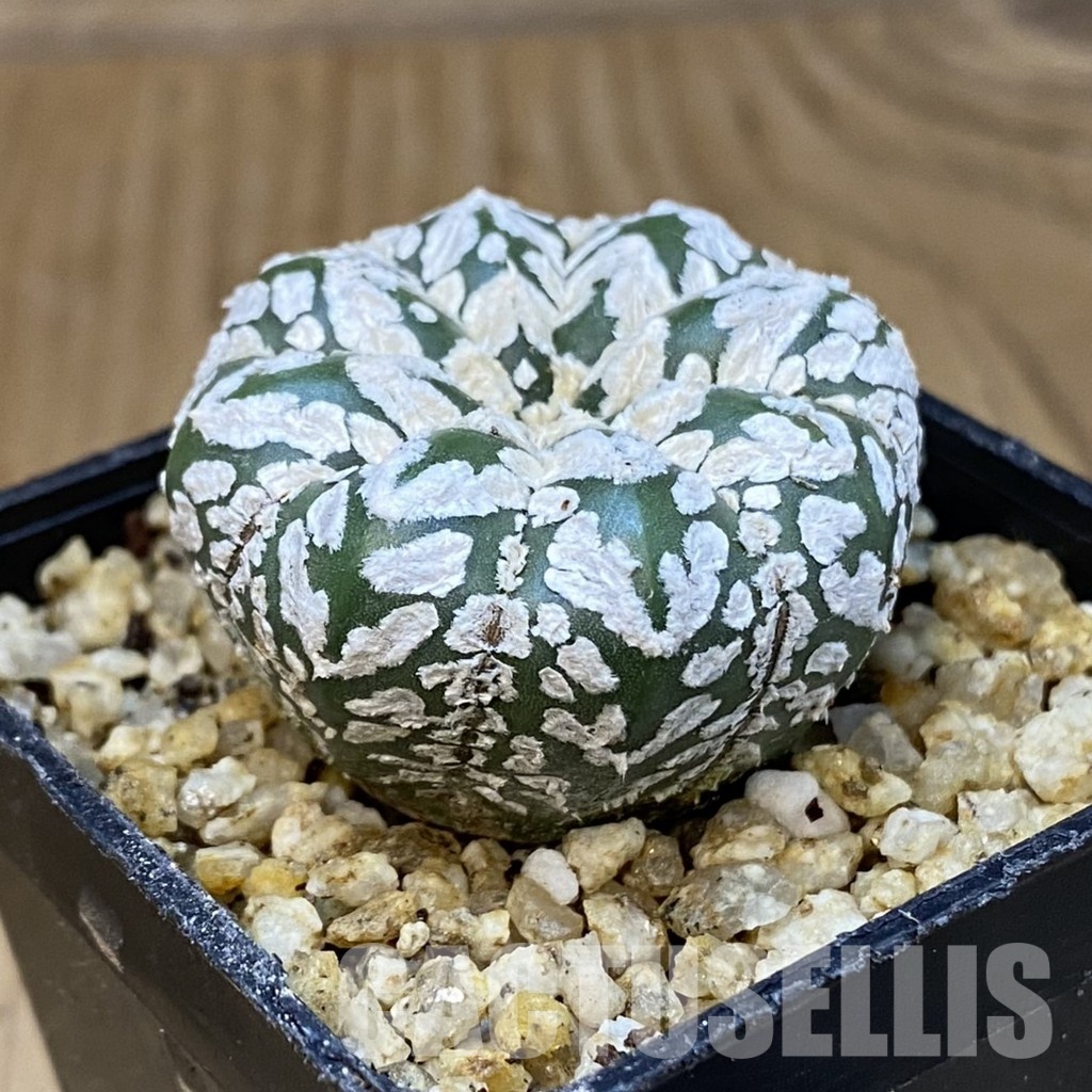 SH31407 Astrophytum asterias ‘Super Kabuto’ V-type f. nudum - Image 2
