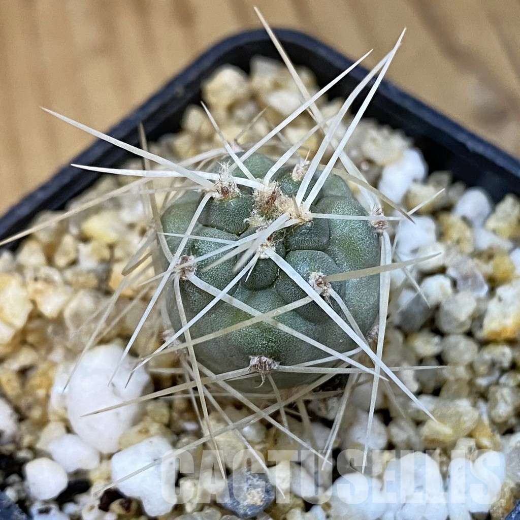 SH31409 Tephrocactus fiambalensis, seedling