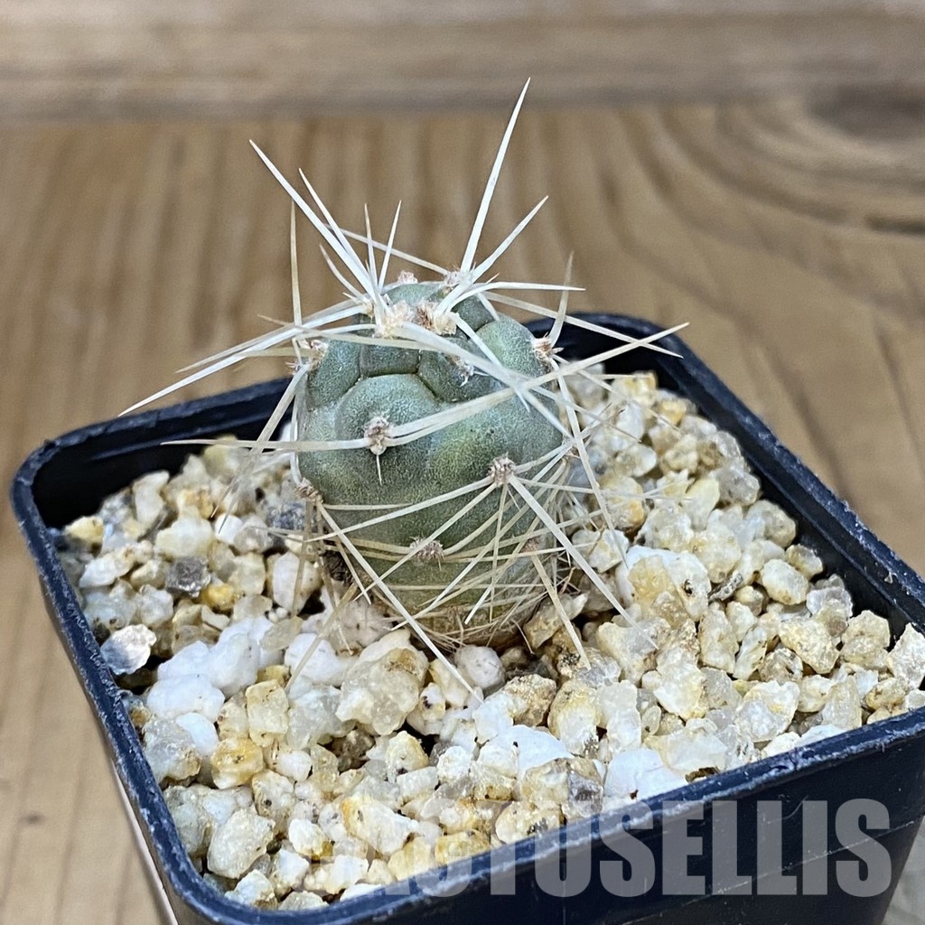 SH31409 Tephrocactus fiambalensis, seedling - Image 2