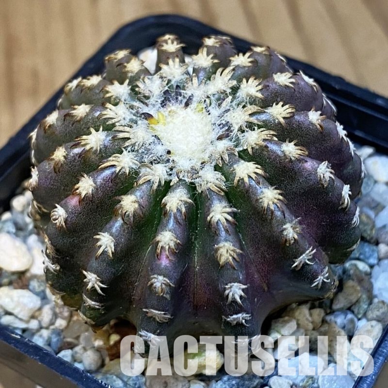 SH31410 Discocactus horstii