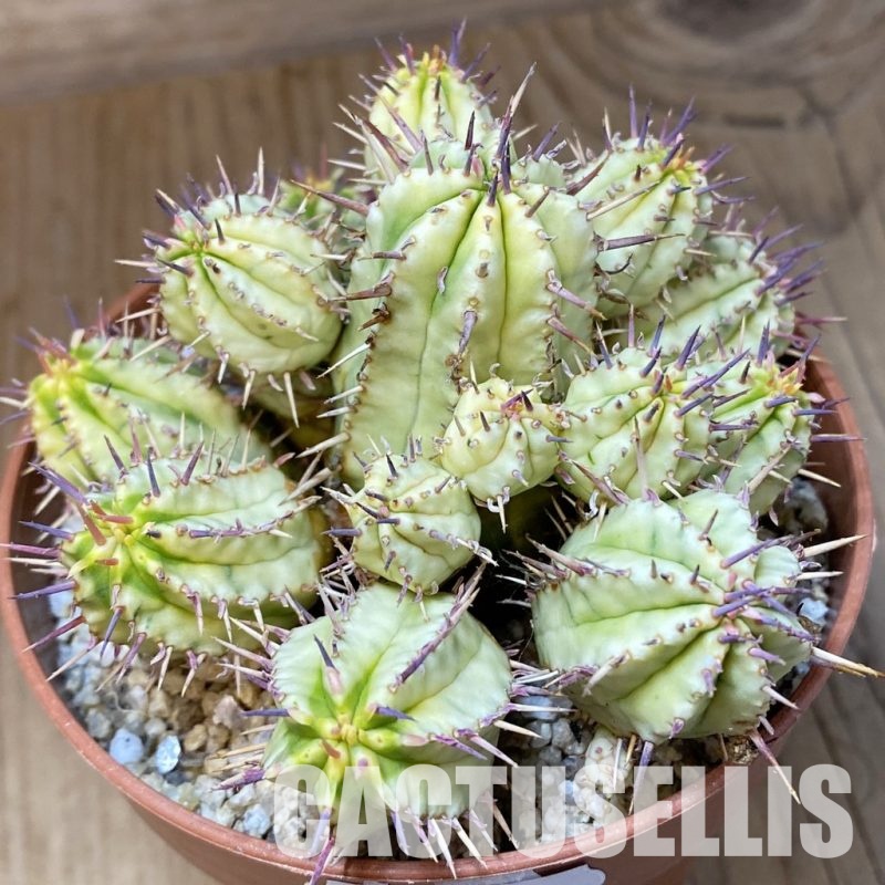 SH31374 Euphorbia aggregata f. variegata