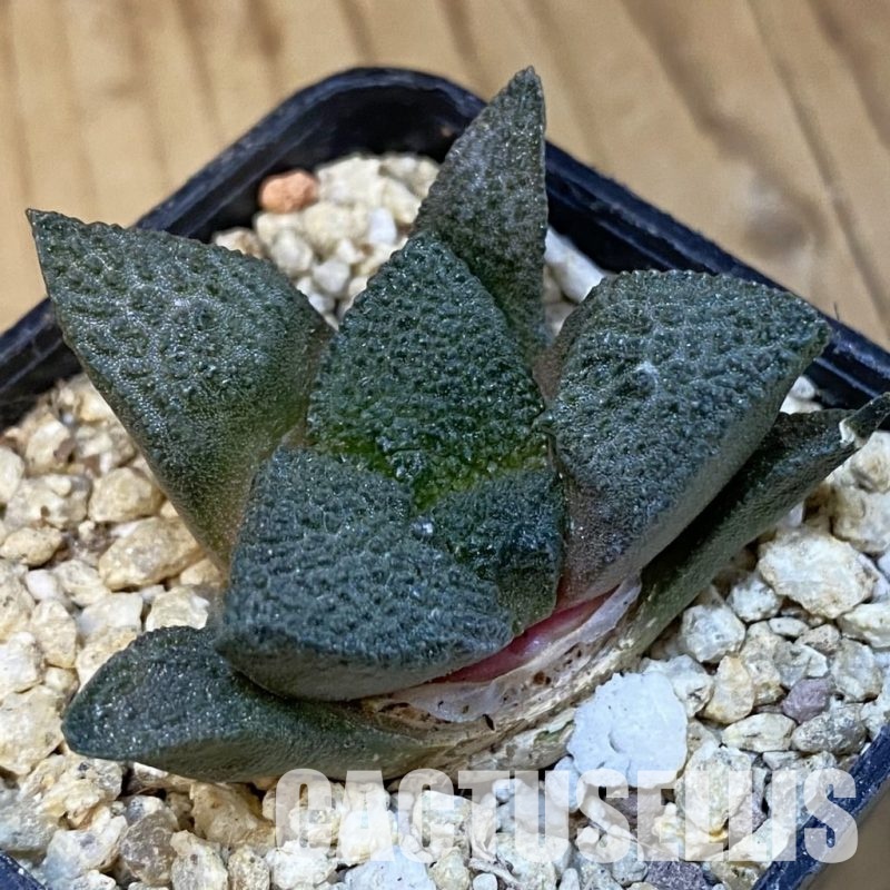 SH31411 Ariocarpus lloydii x Ariocarpus fissuratus ‘Godzilla’ , own roots seedling