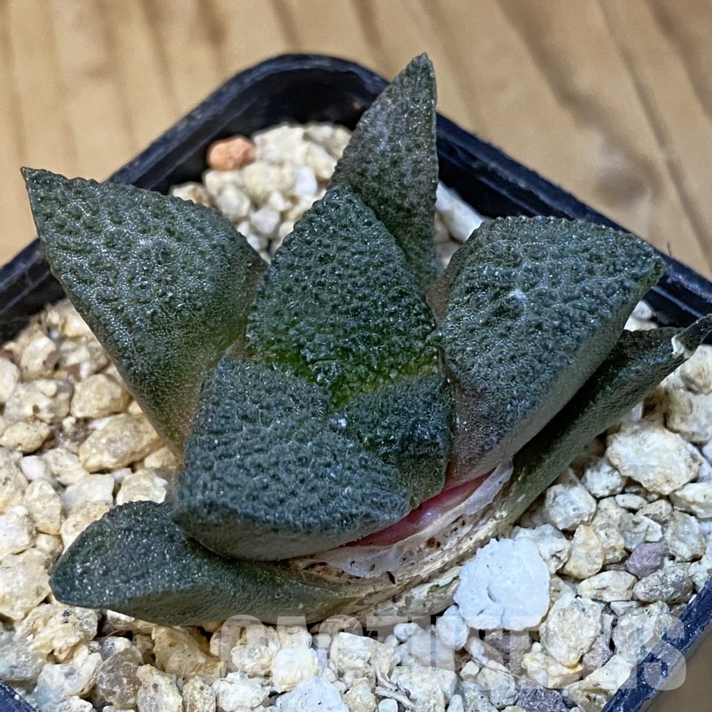 SH31411 Ariocarpus lloydii x Ariocarpus fissuratus ‘Godzilla’ , own roots seedling