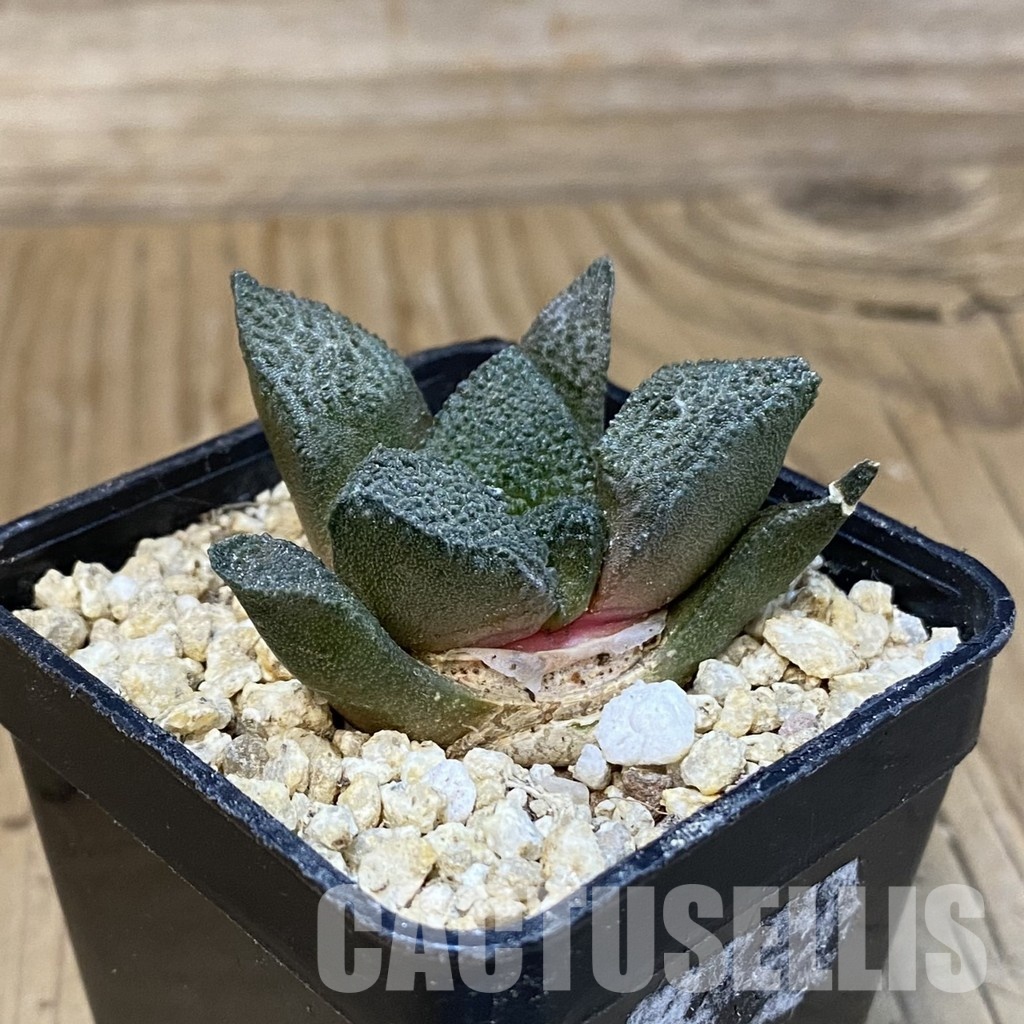 SH31411 Ariocarpus lloydii x Ariocarpus fissuratus ‘Godzilla’ , own roots seedling - Image 2