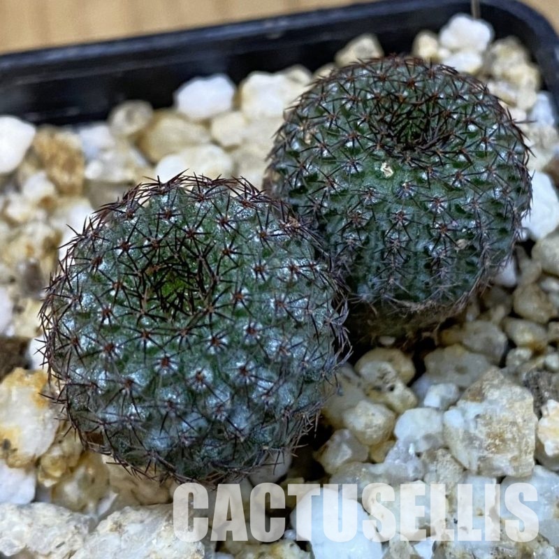 SH31412 Frailea chiquitana, seedling, 2 plants