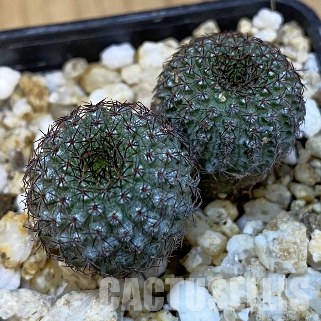 SH31412 Frailea chiquitana, seedling, 2 plants