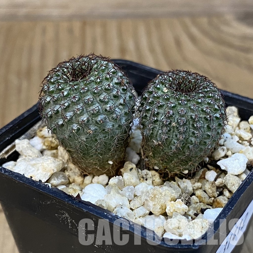 SH31412 Frailea chiquitana, seedling, 2 plants - Image 2