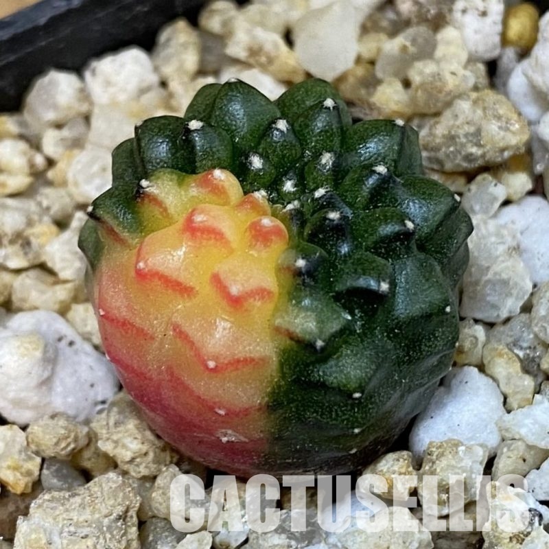 SH31414 Gymnocalycium mihanovichii ‘inermis’ f. variegata, seedling