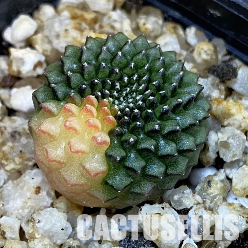 SH31415 Gymnocalycium mihanovichii ‘inermis’ f. variegata, seedling