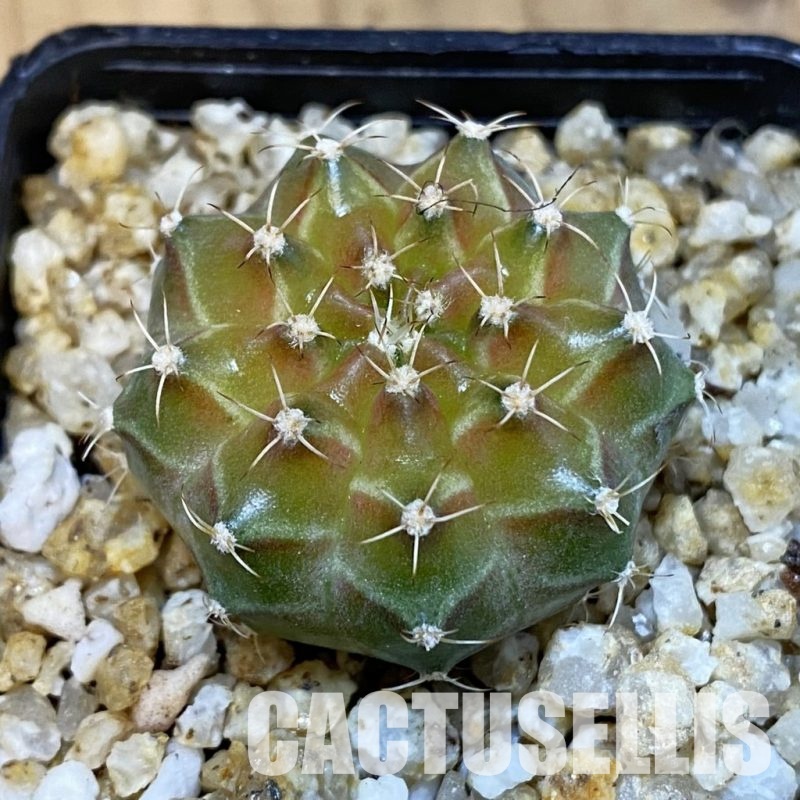 SH31416 Gymnocalycium mihanovichii ‘Neon’ hybrid