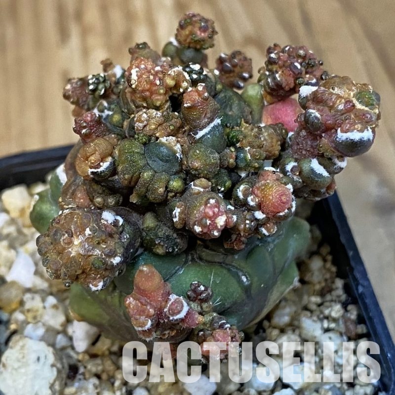 SH31417 Gymnocalycium mihanovichii ‘Transformer’