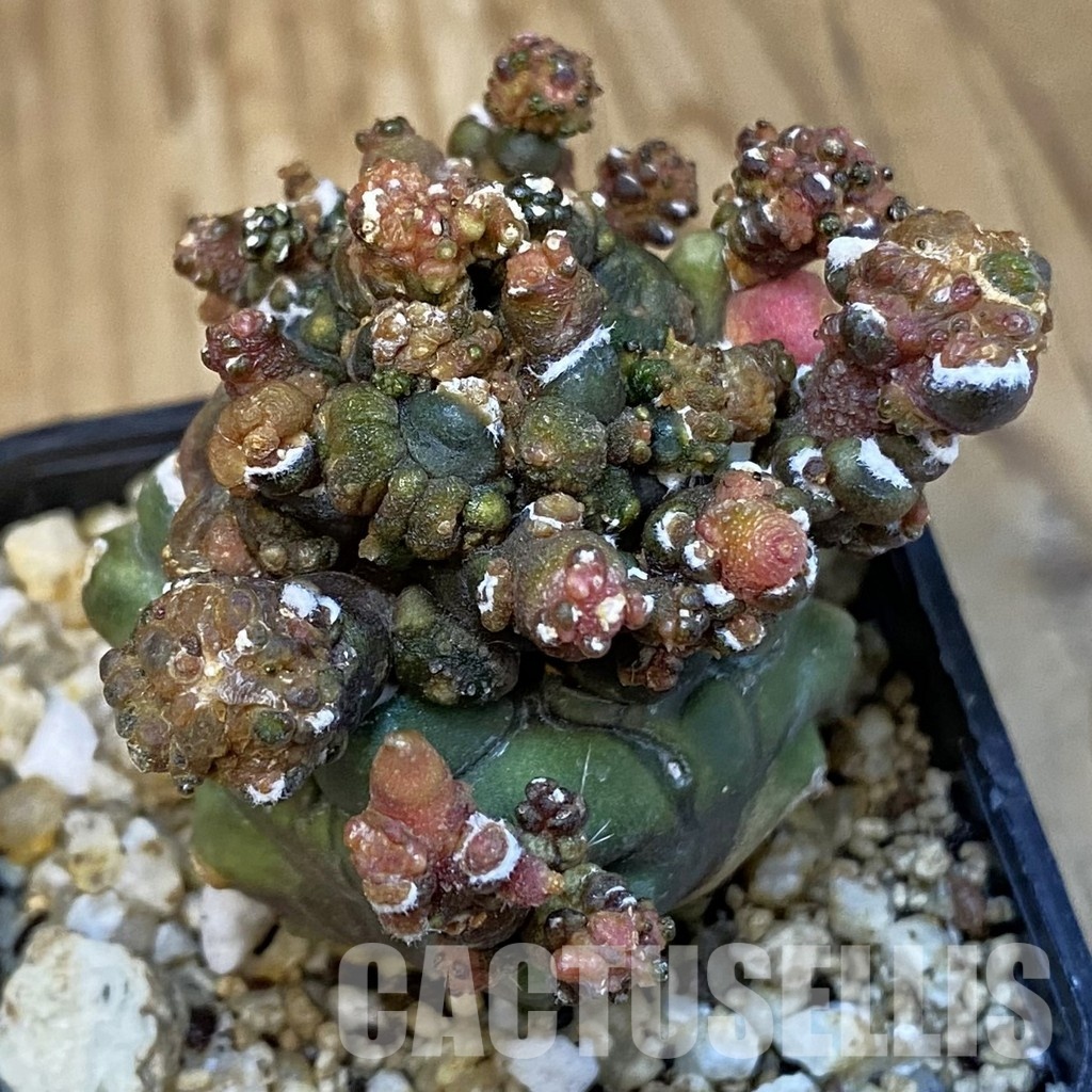 SH31417 Gymnocalycium mihanovichii ‘Transformer’