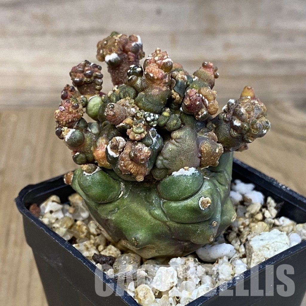 SH31417 Gymnocalycium mihanovichii ‘Transformer’ - Image 2