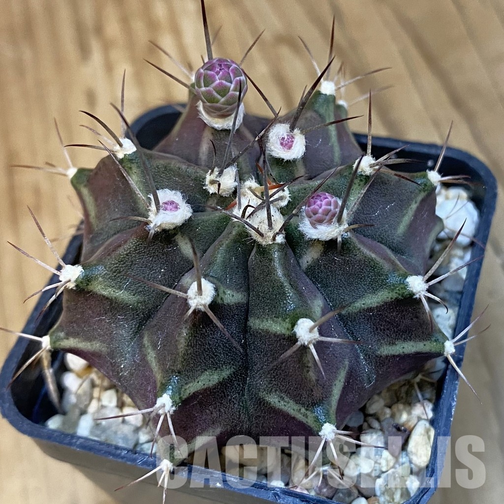 SH31418 Gymnocalycium mihanovichii hybrid, long spines