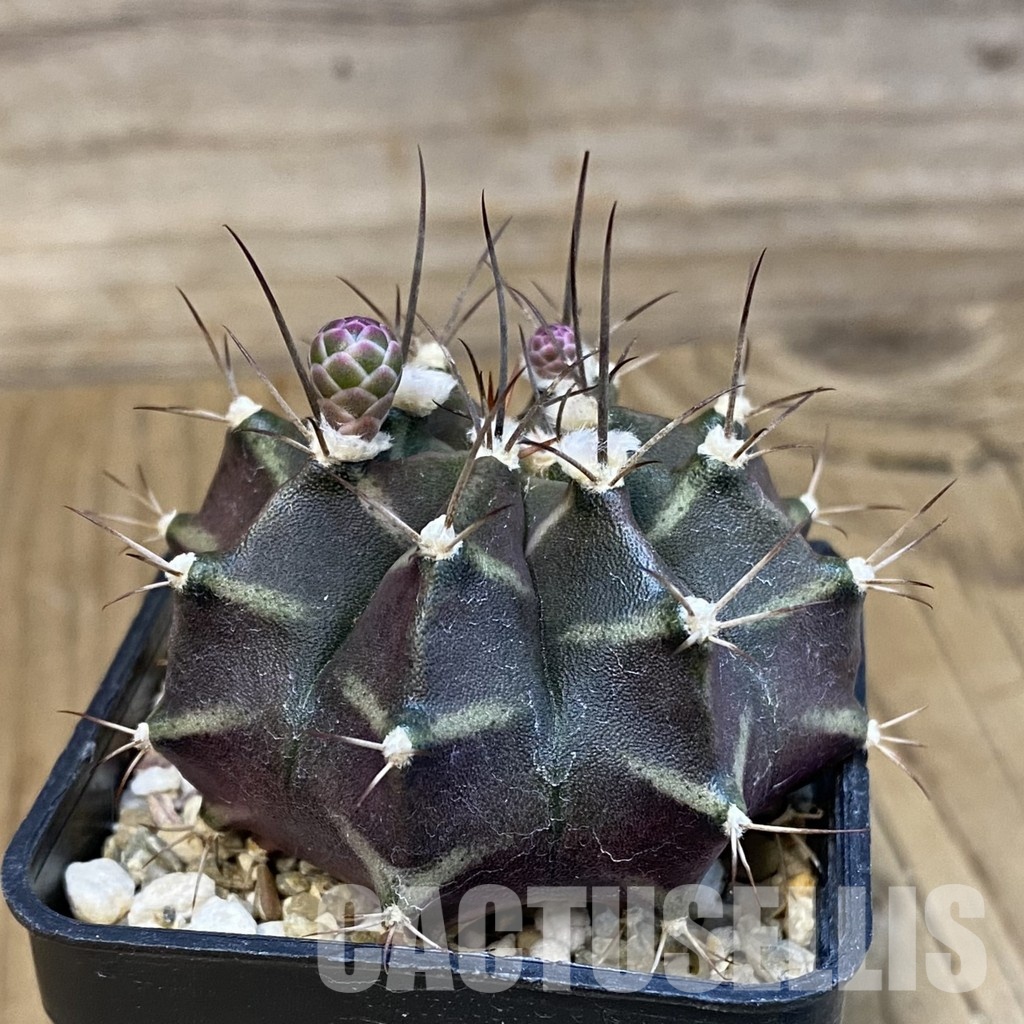 SH31418 Gymnocalycium mihanovichii hybrid, long spines - Image 2