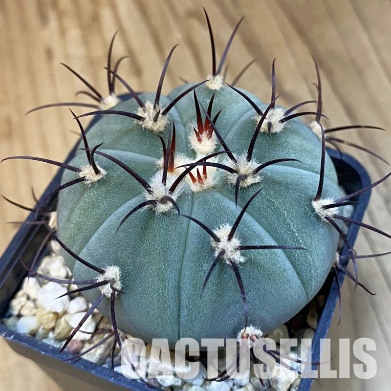 SH31419 Gymnocalycium cabreraense VOS 2122