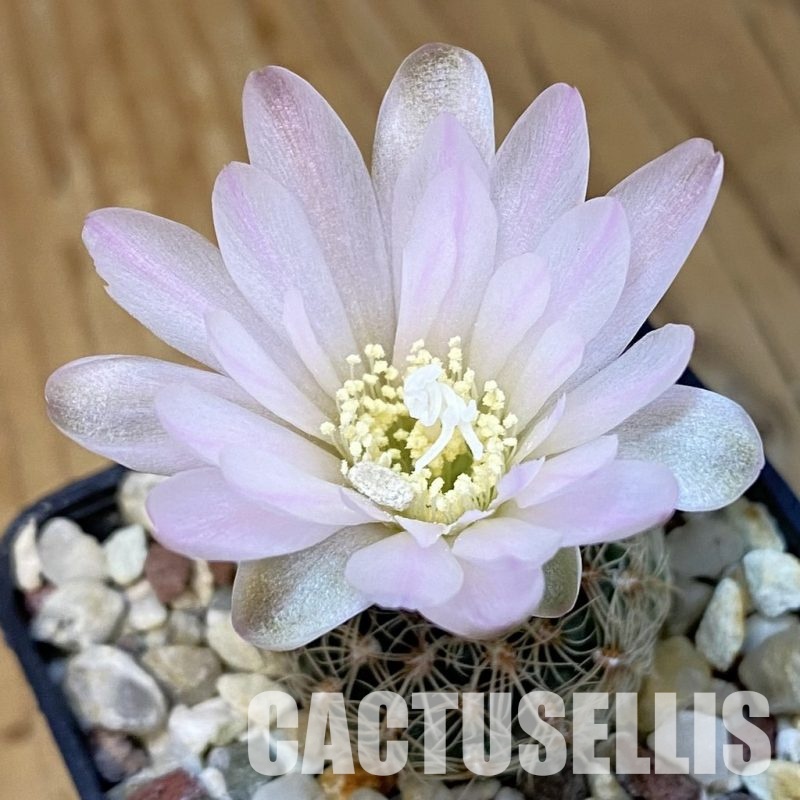 SH31421 Gymnocalycium bruchii LB 1073