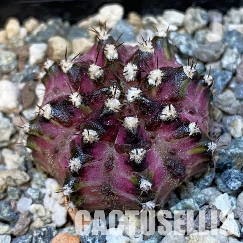 SH31422 Gymnocalycium mihanovichii 'T-Lux'