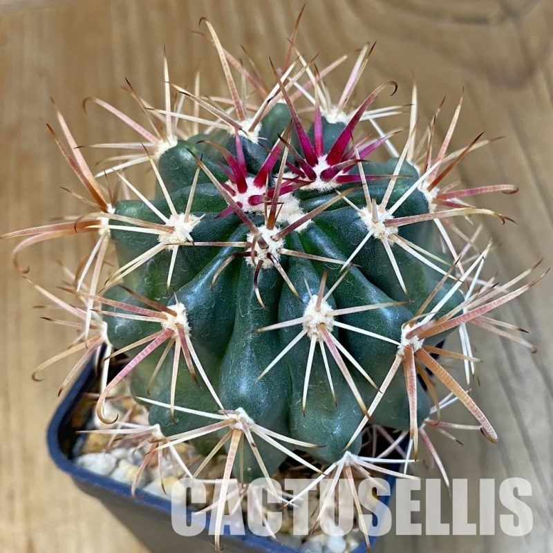 SH31423 Ferocactus fordii