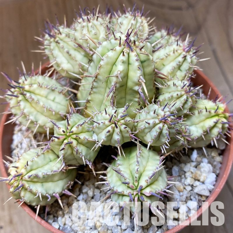 SH31375 Euphorbia aggregata f. variegata