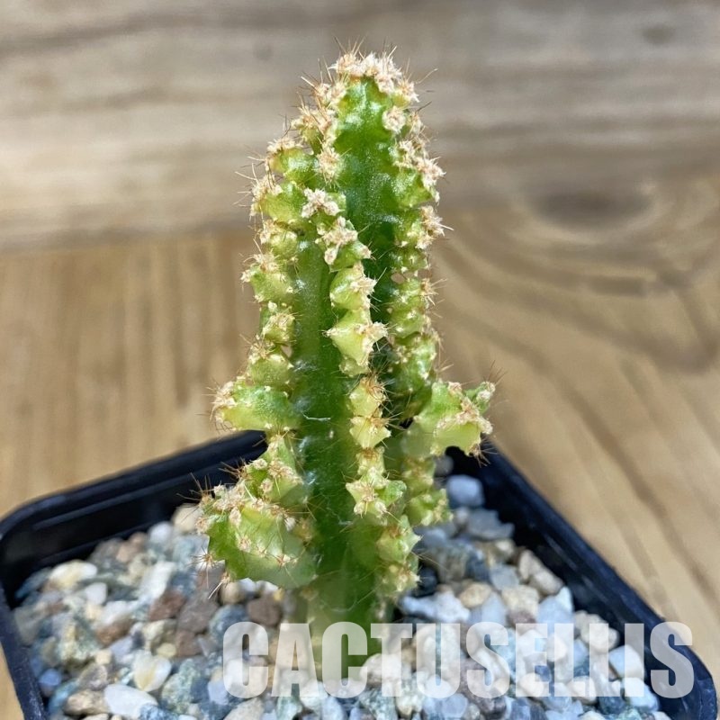 SH31424 Cereus tetragonus f. variegata