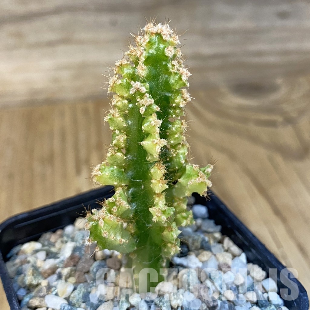 SH31424 Cereus tetragonus f. variegata