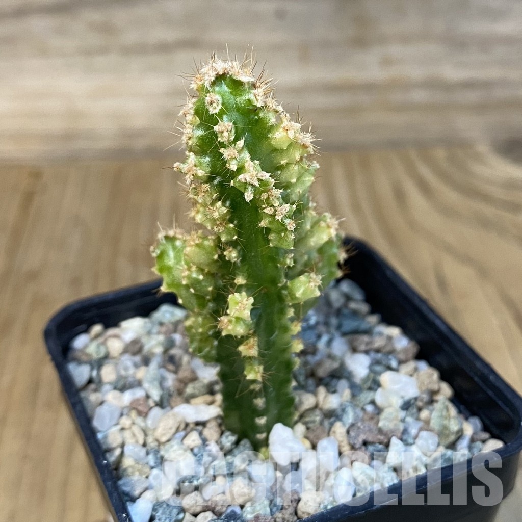 SH31424 Cereus tetragonus f. variegata - Image 2