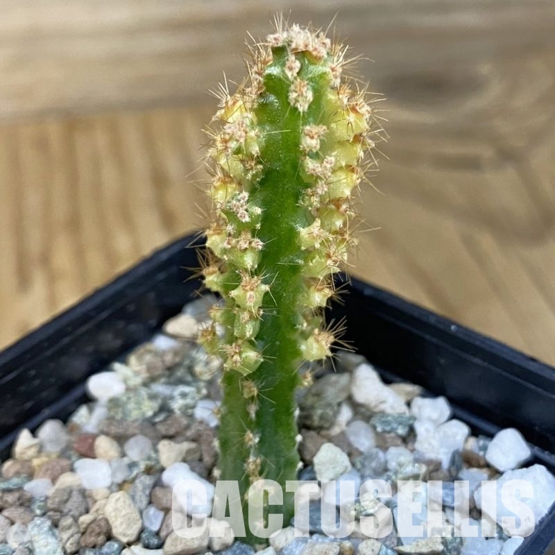 SH31425 Cereus tetragonus f. variegata